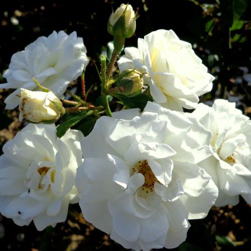 Virágágyi floribunda rózsa - Rózsa - White Diamond® - Online rózsa vásárlás